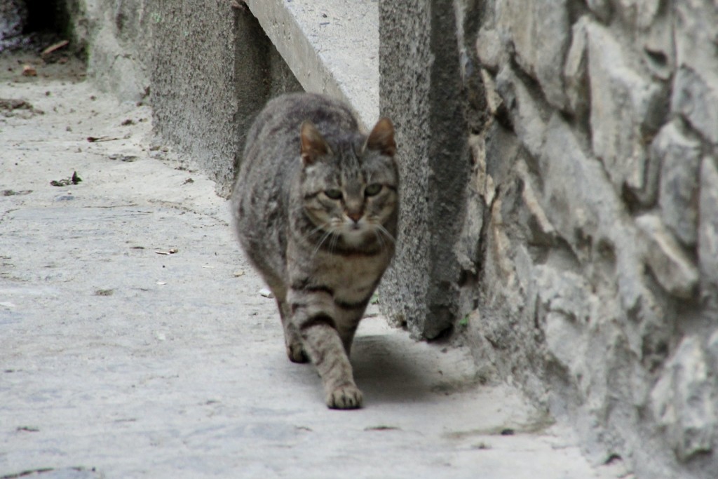 Foto: Gatito - Boltaña (Huesca), España