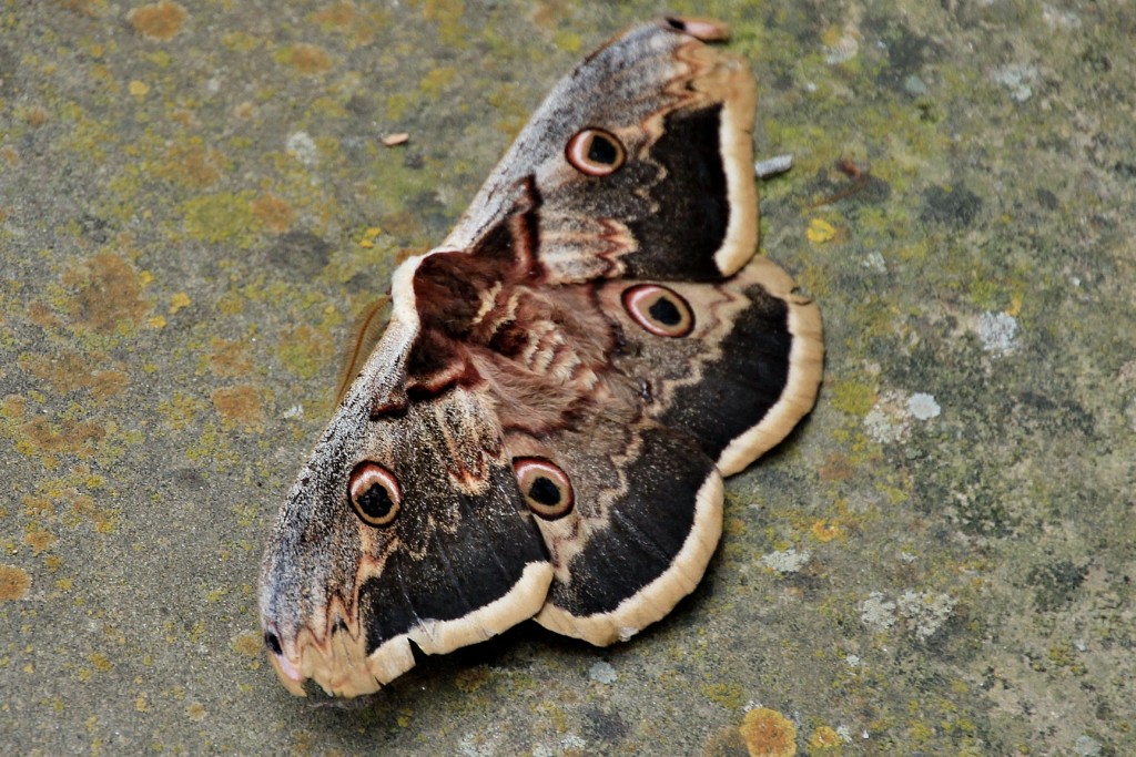 Foto: Polilla - El Pueyo de Araguás (Huesca), España
