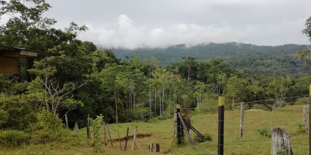 Foto de Gavilan Canta Bribri (Limón), Costa Rica