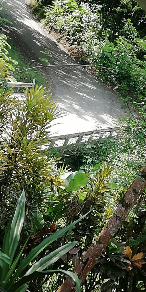 Foto de Bambu, Bribri (Limón), Costa Rica