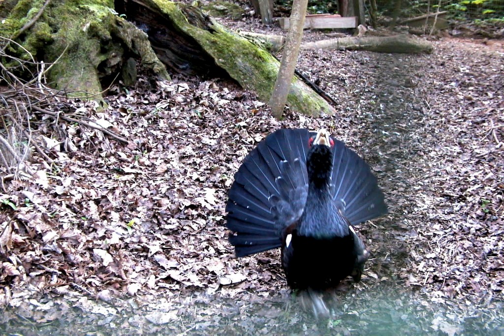 Foto: Urogallo macho cortejando - Cangas de Onís (Asturias), España