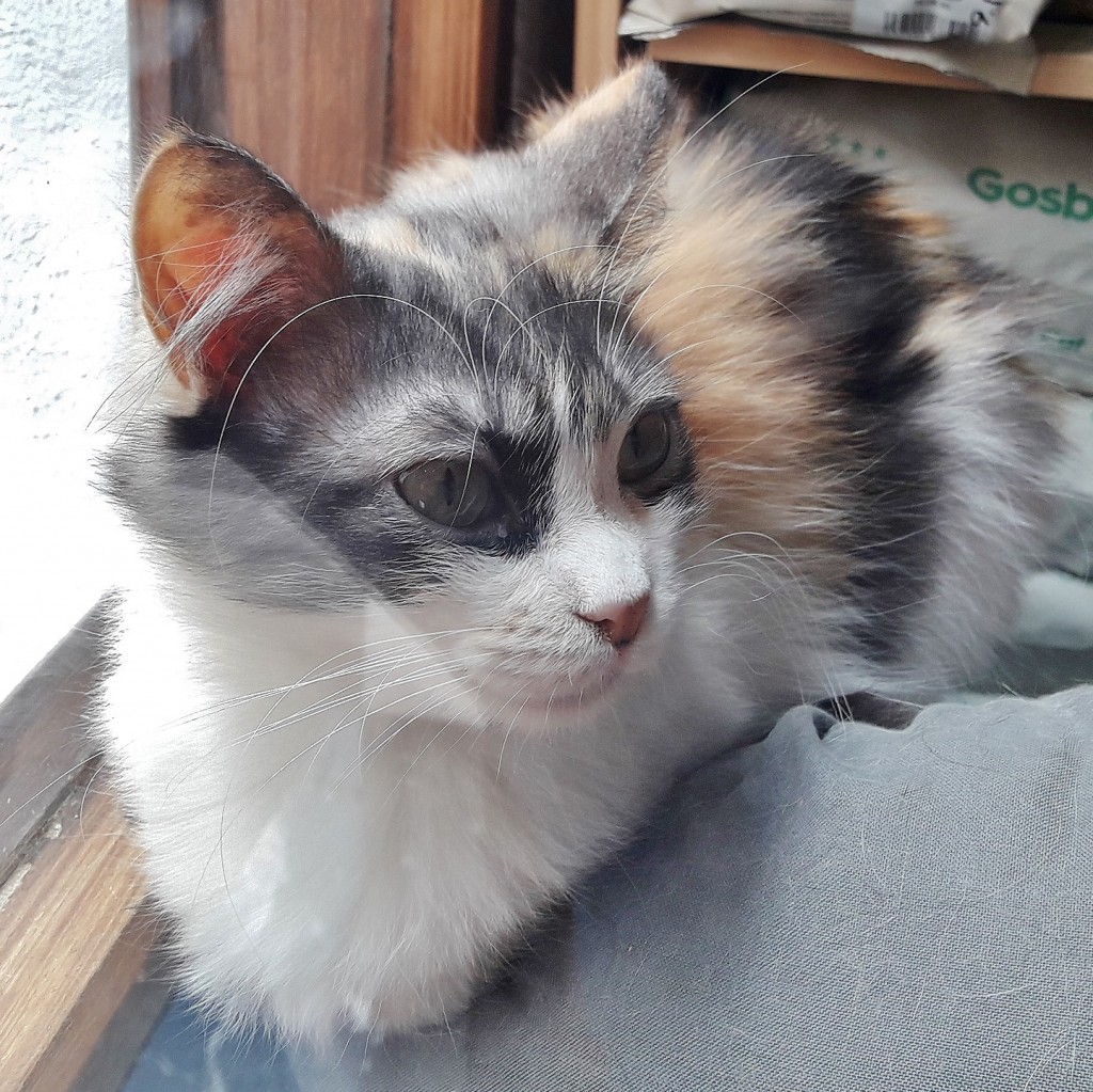 Foto: Gatito - Balmaseda (Vizcaya), España