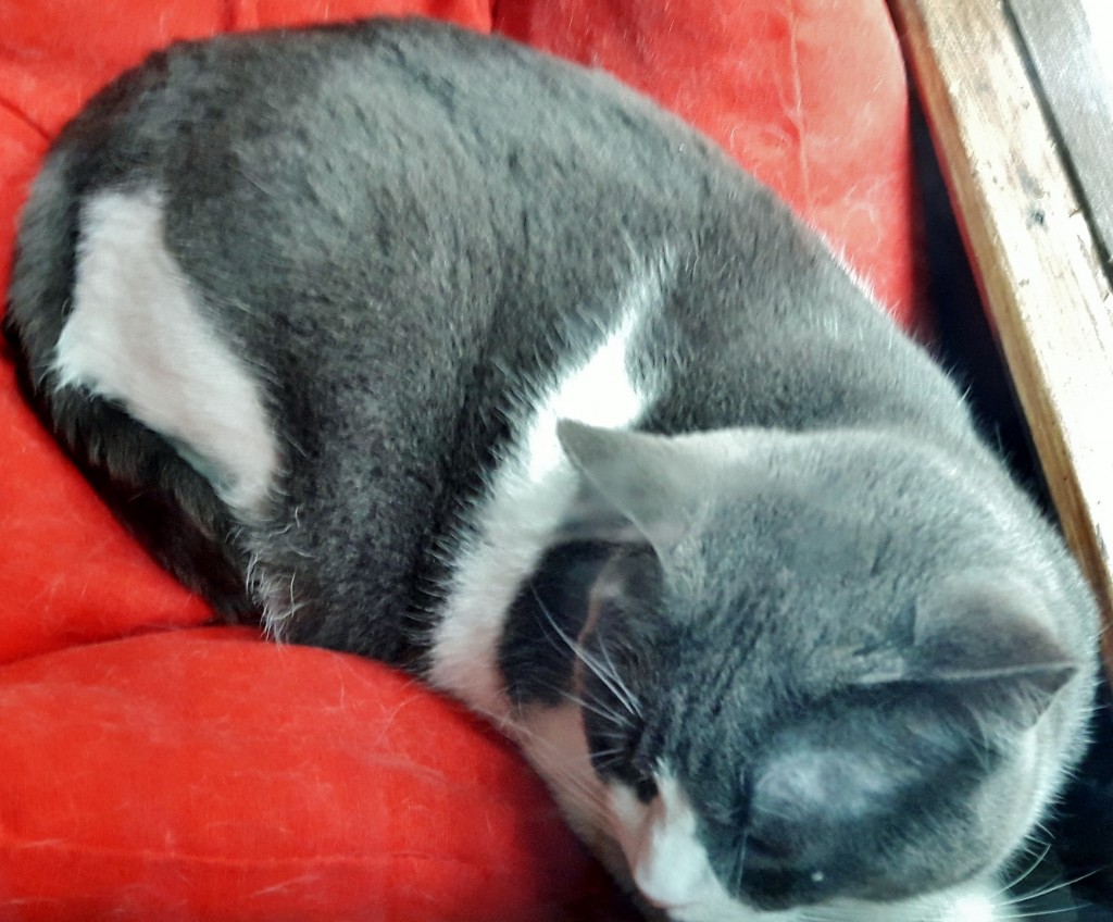 Foto: Gatito - Balmaseda (Vizcaya), España