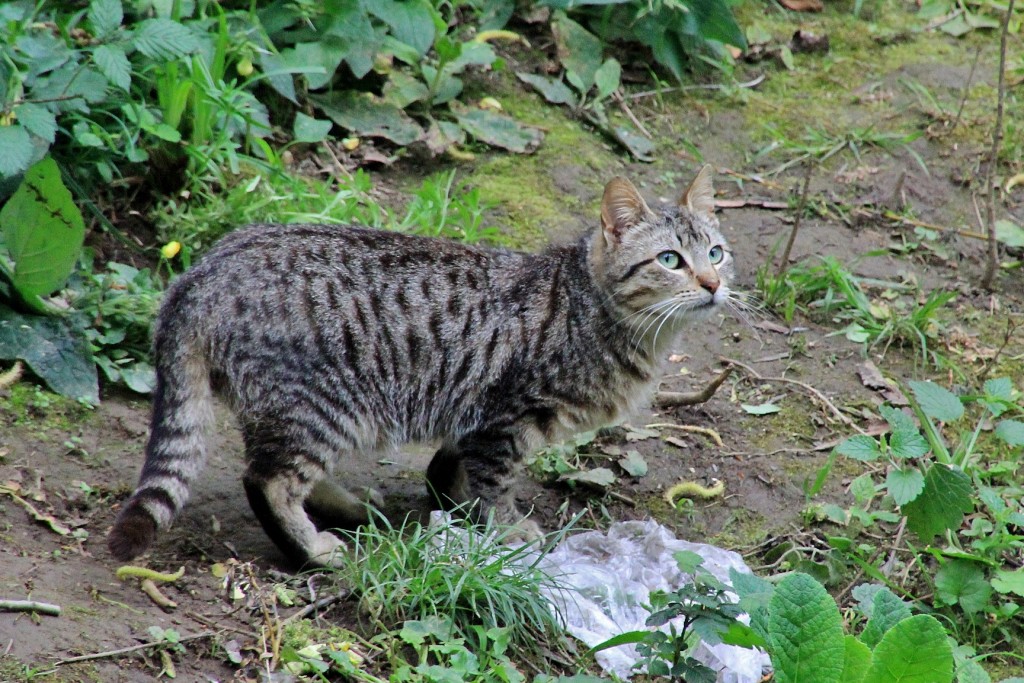 Foto: Gatito - Elorrio (Vizcaya), España