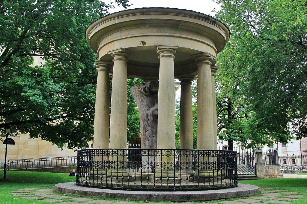 Foto: Arbol viejo - Gernika (Vizcaya), España