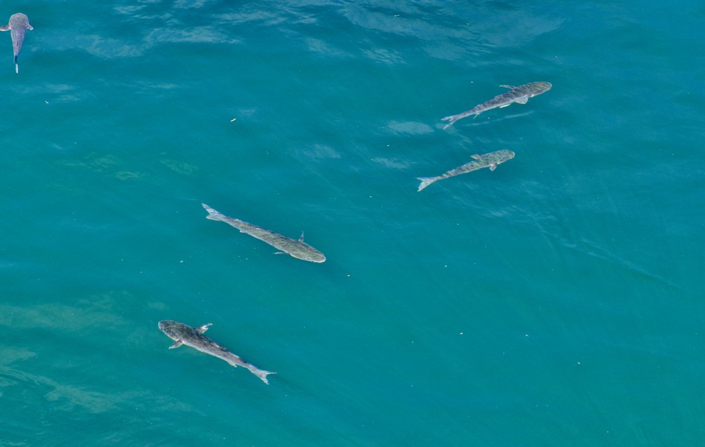 Foto: Mar Cantábrico - Mundaka (Vizcaya), España
