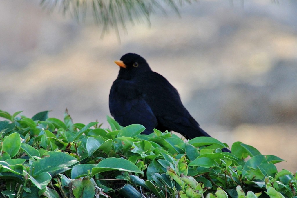 Foto: Circo romano - Mérida (Badajoz), España