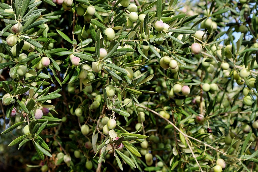 Foto: Alcazaba árabe - Mérida (Badajoz), España