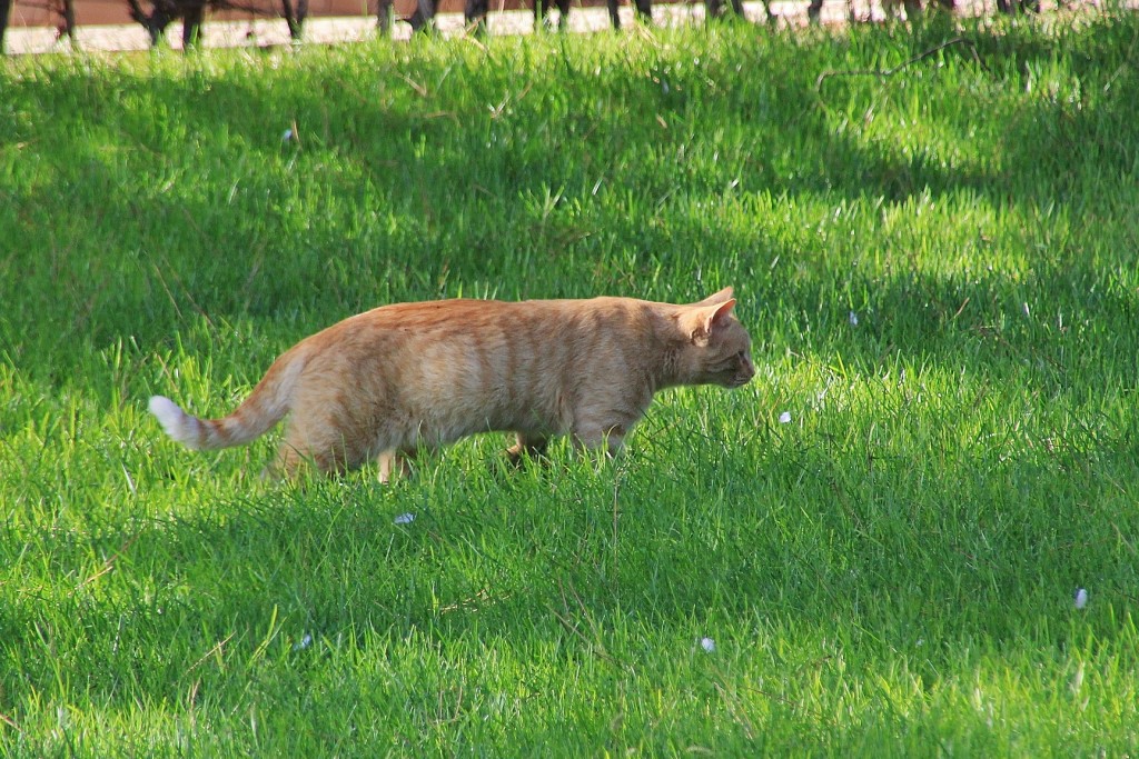 Foto: Gatito - Mérida (Badajoz), España