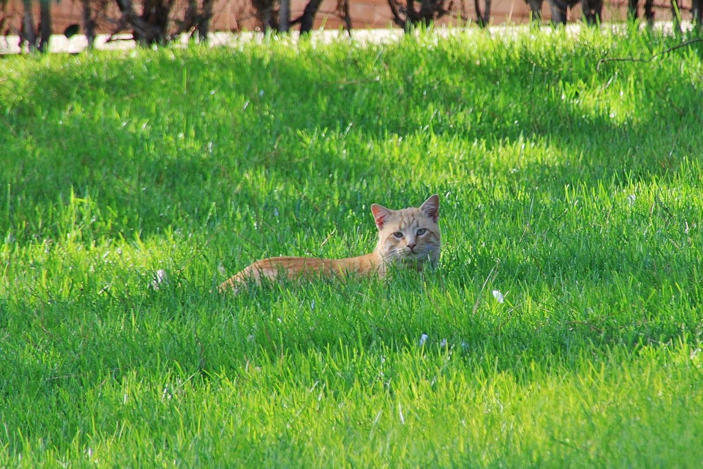 Foto: Gatito - Mérida (Badajoz), España