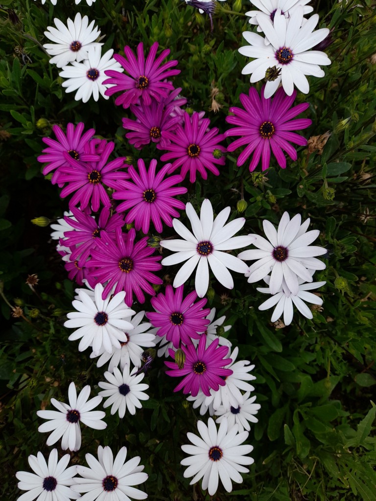 Foto: Llegó la primavera - Ciudad de Oruro (Oruro), Bolivia