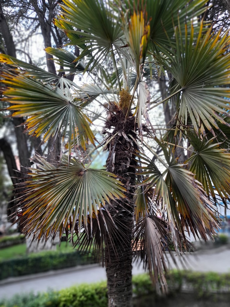 Foto: Palmera a 3706 msnm - Ciudad de Oruro (Oruro), Bolivia