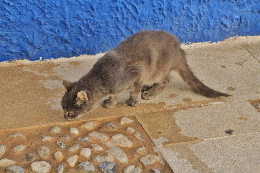 Foto: Gatito - Tabarca (Alicante), España
