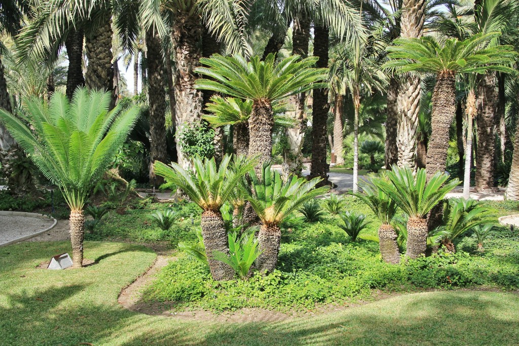 Foto: Jardín Huerto del Cura - Elche (Alicante), España