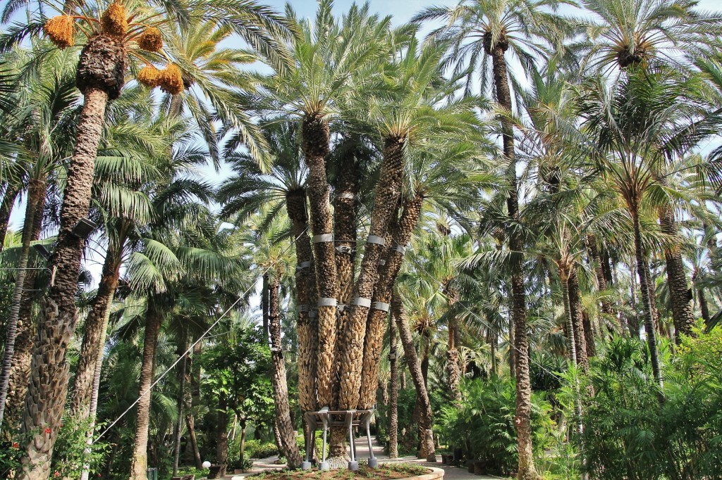 Foto: Jardín Huerto del Cura - Elche (Alicante), España