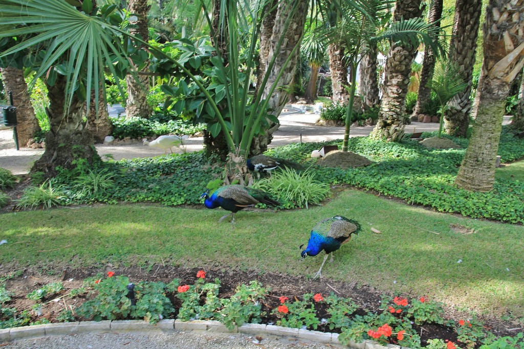 Foto: Jardín Huerto del Cura - Elche (Alicante), España