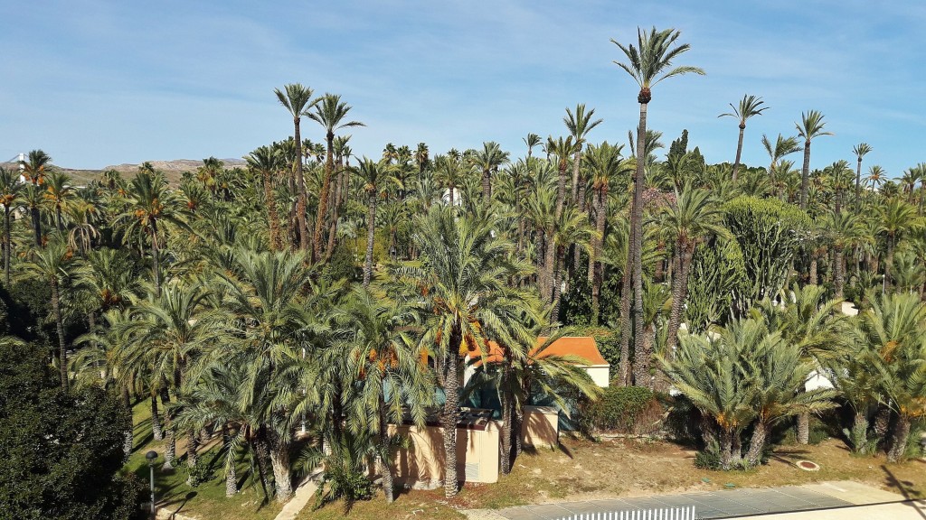 Foto: Palmeral - Elche (Alicante), España
