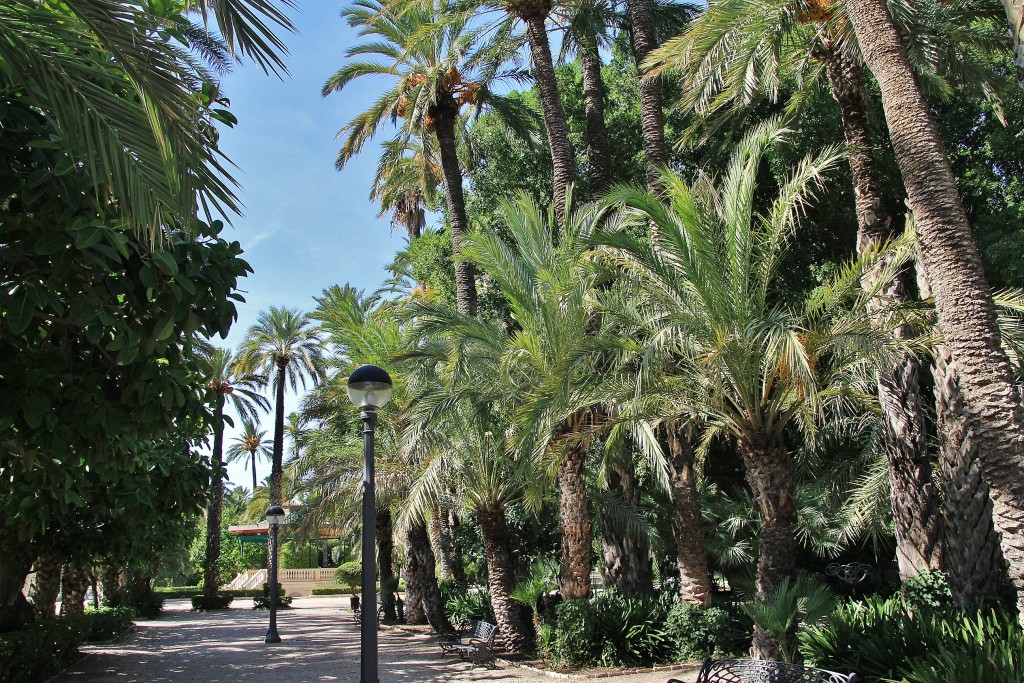 Foto: Palmeral - Elche (Alicante), España