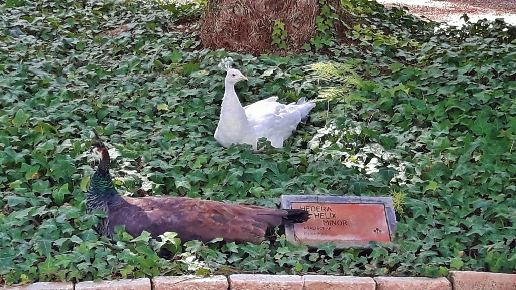 Foto: Jardín Huerto del Cura - Elche (Alicante), España
