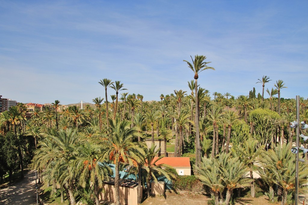 Foto: Palmeral - Elche (Alicante), España