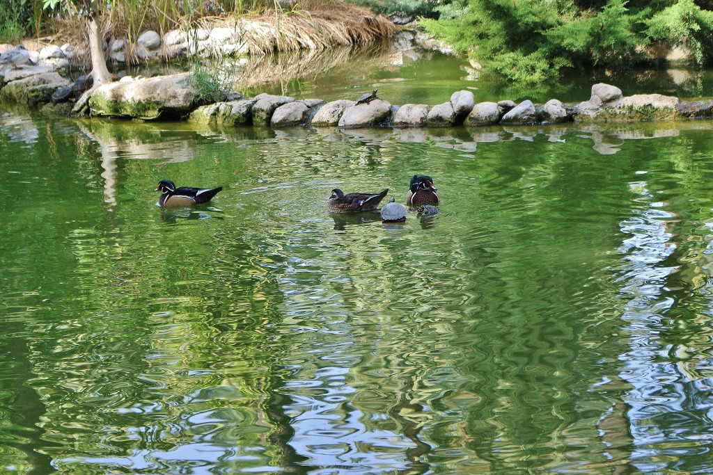 Foto: Jardín Huerto del Cura - Elche (Alicante), España