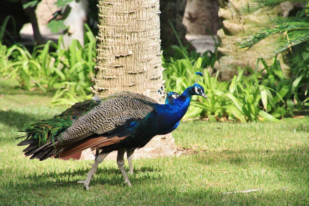 Foto: Jardín Huerto del Cura - Elche (Alicante), España