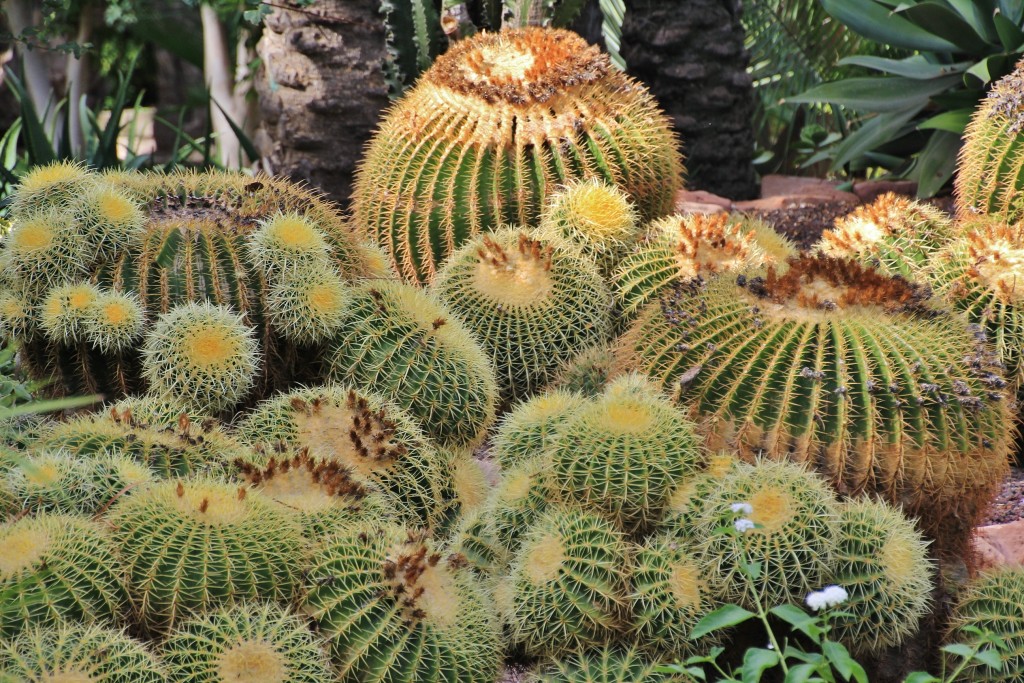 Foto: Jardín Huerto del Cura - Elche (Alicante), España