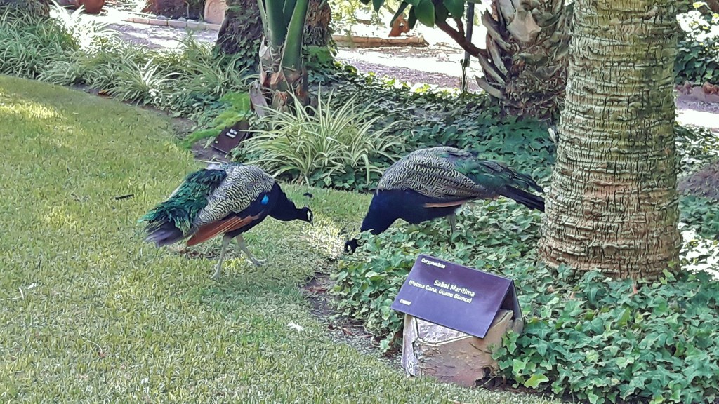 Foto: Jardín Huerto del Cura - Elche (Alicante), España