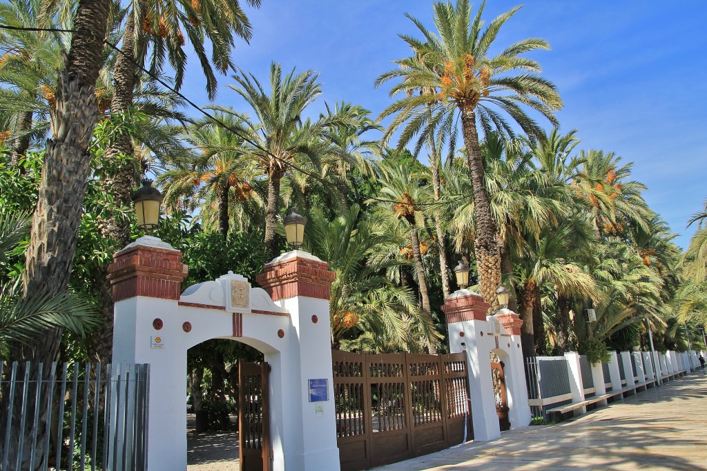 Foto: Palmeral - Elche (Alicante), España