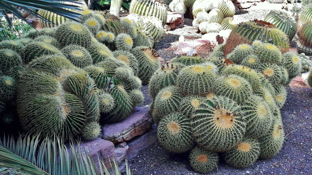 Foto: Jardín Huerto del Cura - Elche (Alicante), España