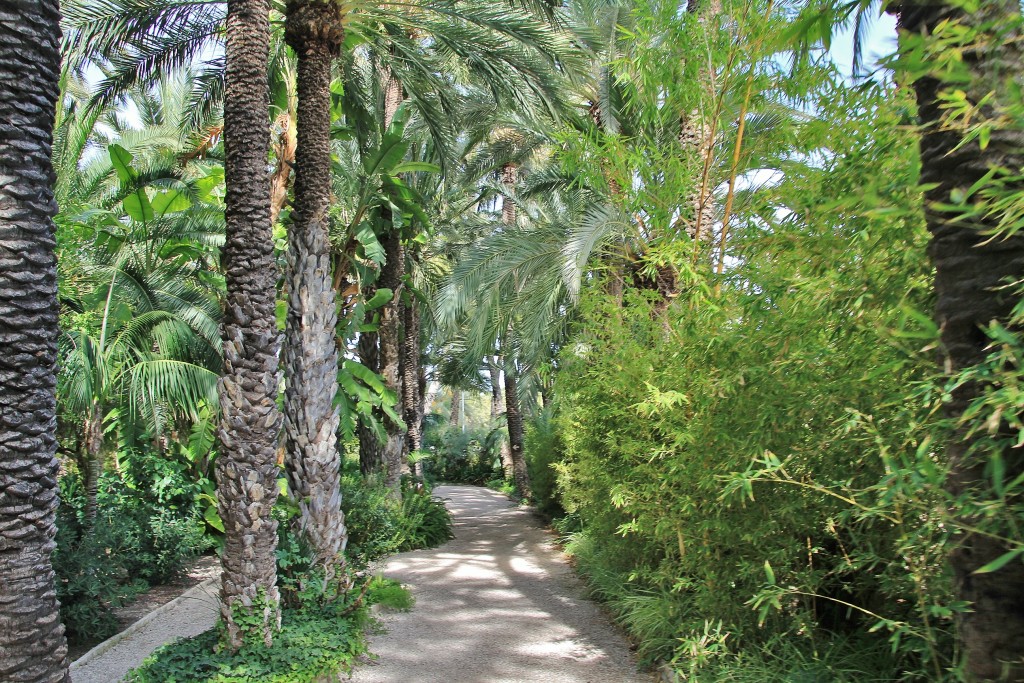 Foto: Jardín Huerto del Cura - Elche (Alicante), España