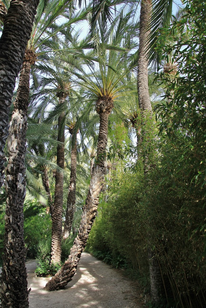 Foto: Jardín Huerto del Cura - Elche (Alicante), España