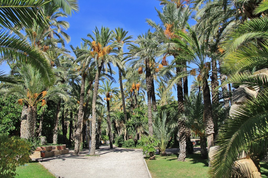 Foto: Palmeral - Elche (Alicante), España