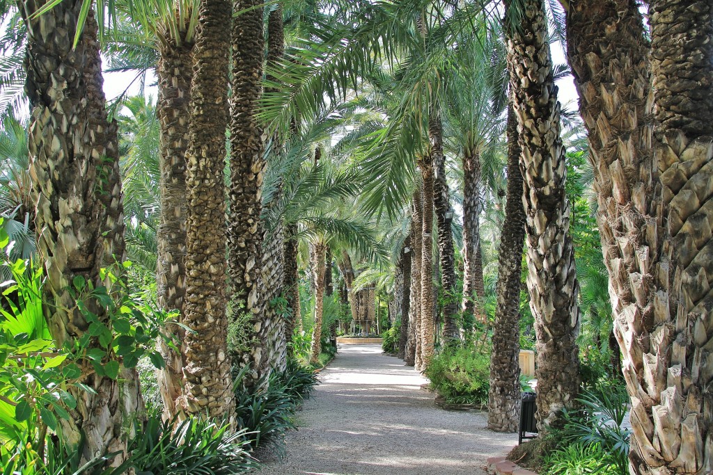 Foto: Jardín Huerto del Cura - Elche (Alicante), España