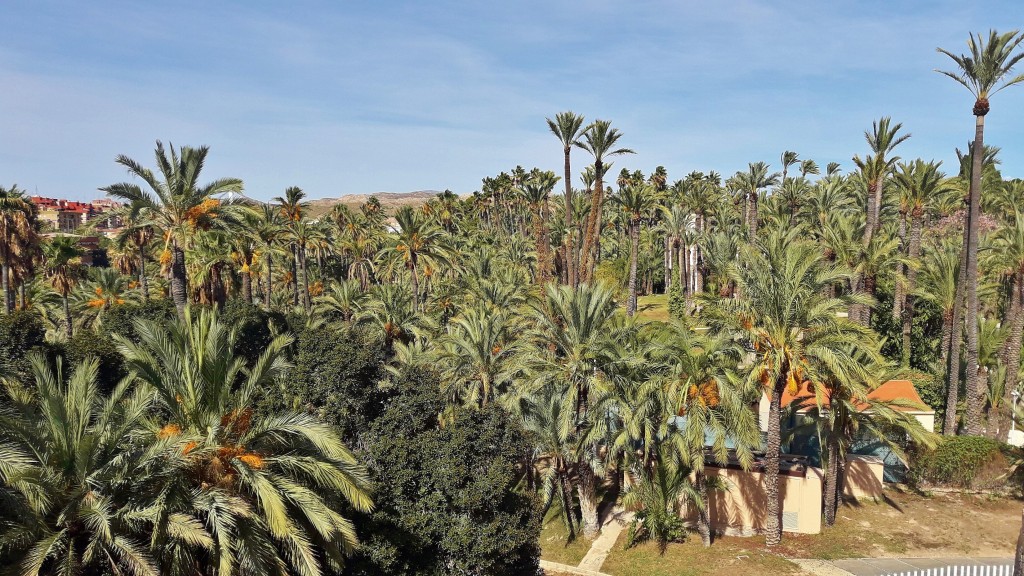 Foto: Palmeral - Elche (Alicante), España