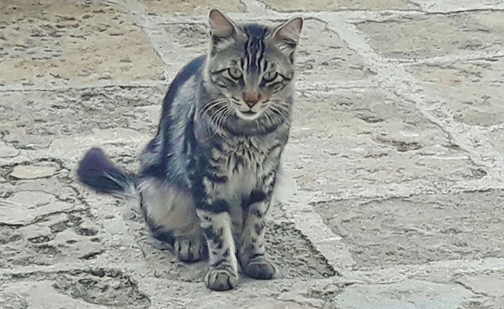 Foto: Gatito - Xàbia (Alicante), España