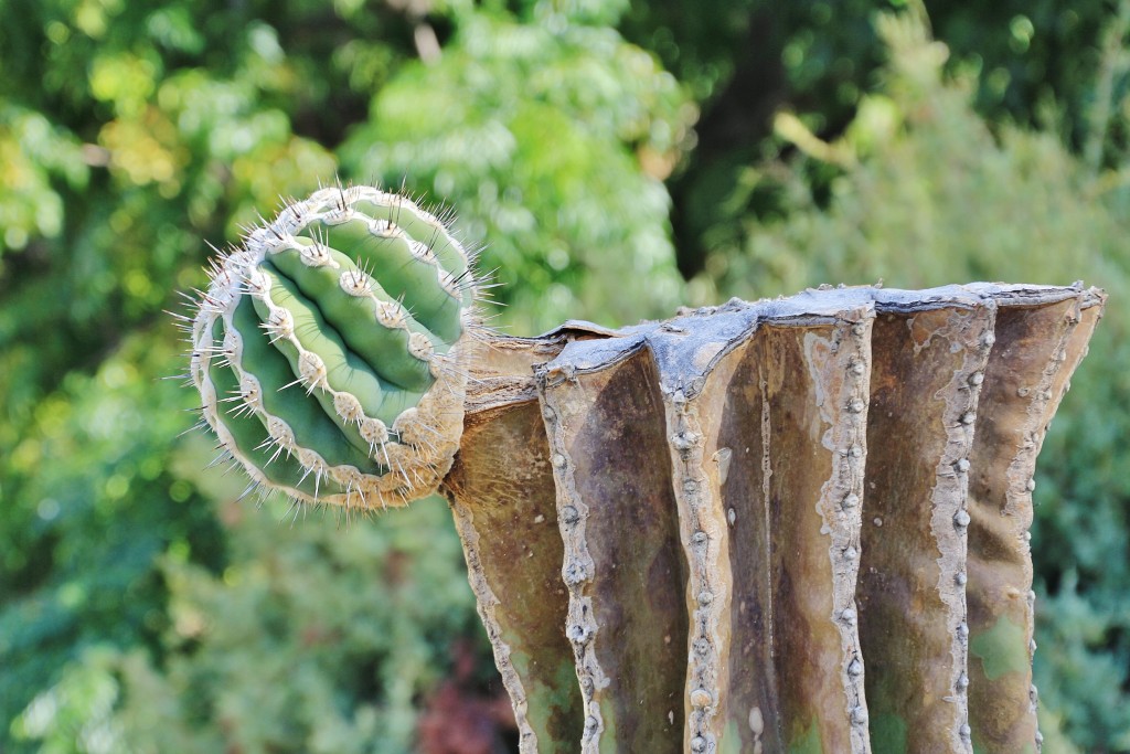 Foto: Dino Park - Callosa d`en Sarrià (Alicante), España
