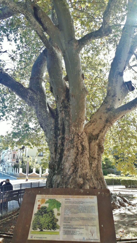 Foto: Arbol centenario - Biar (Alicante), España