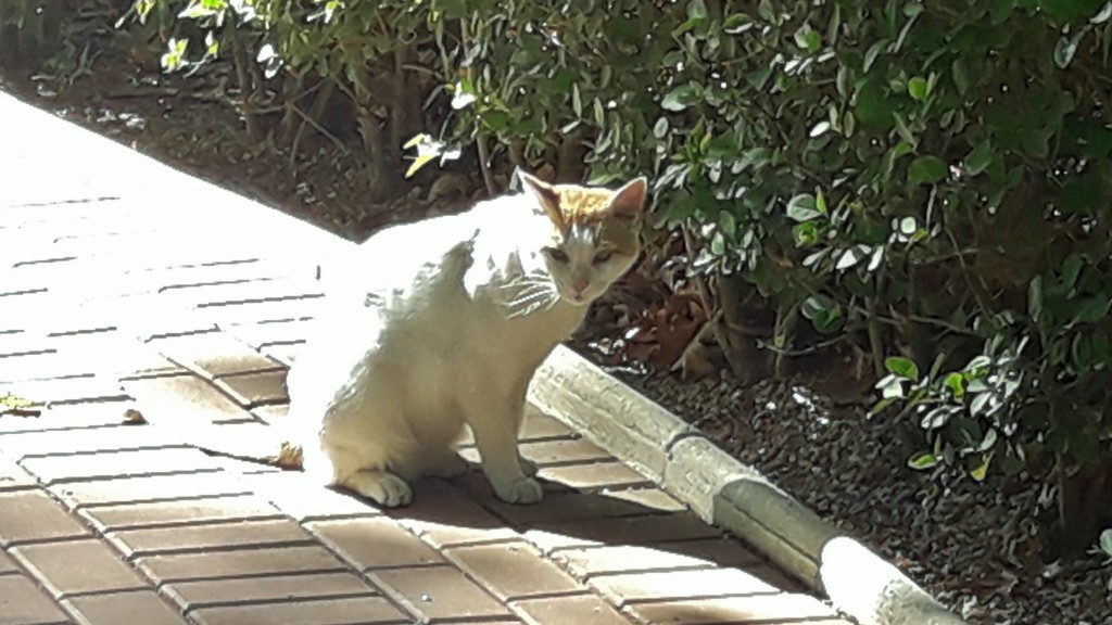 Foto: Gatito - Biar (Alicante), España
