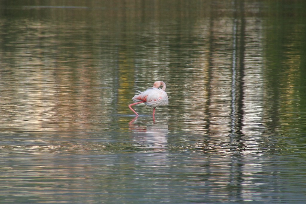 Foto: Les Salines - Calpe (Alicante), España