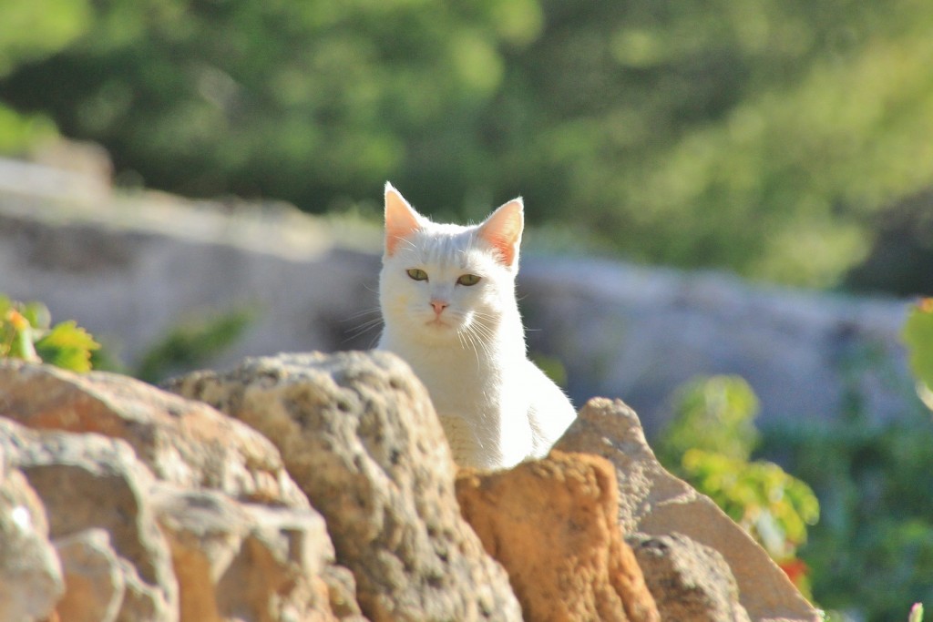 Foto: Gatito - Denia (Alicante), España
