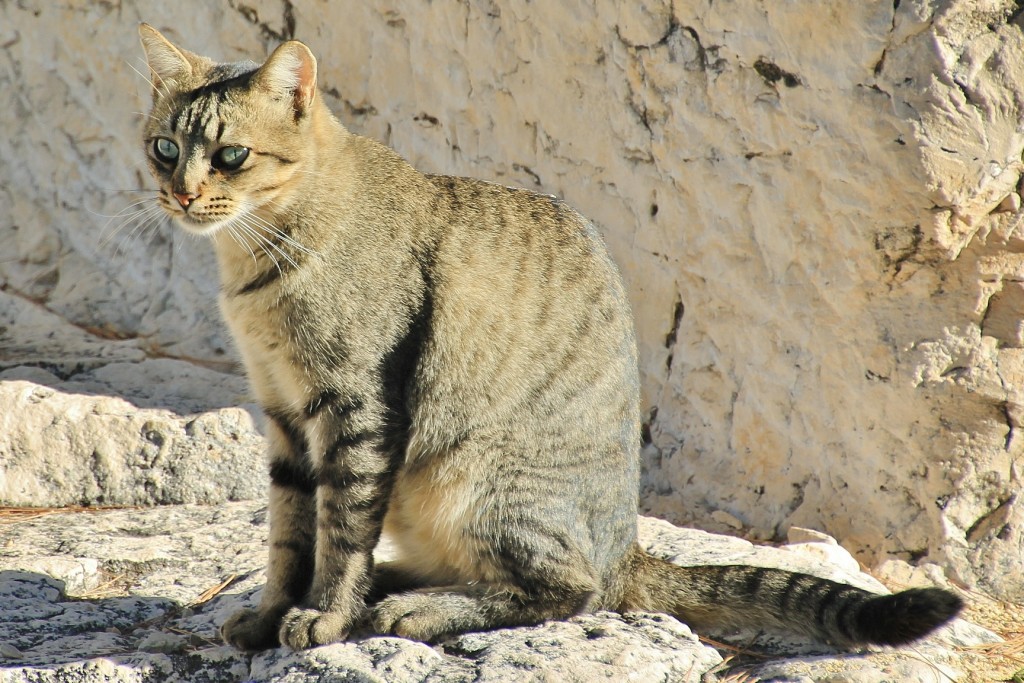 Foto: Gatito - Denia (Alicante), España