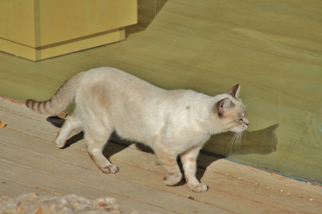 Foto: Gatito - Denia (Alicante), España