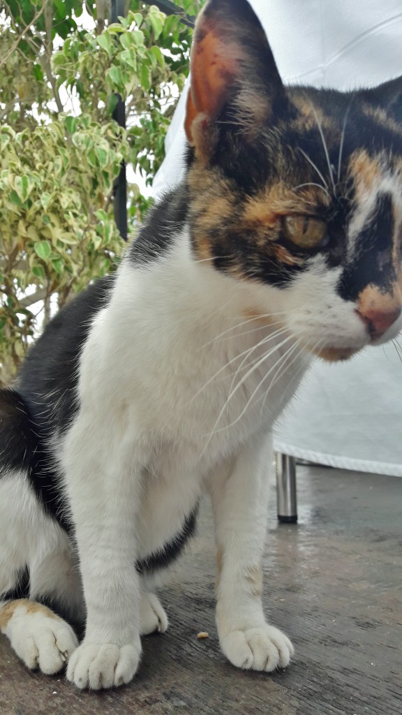 Foto: Gatito - Altea (Alicante), España