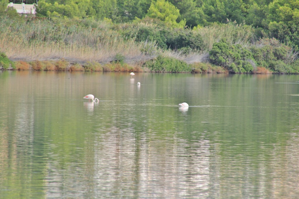 Foto: Les Salines - Calpe (Alicante), España
