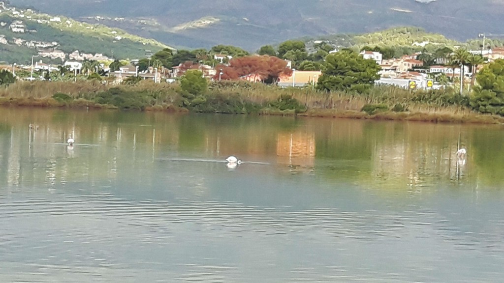 Foto: Les Salines - Calpe (Alicante), España