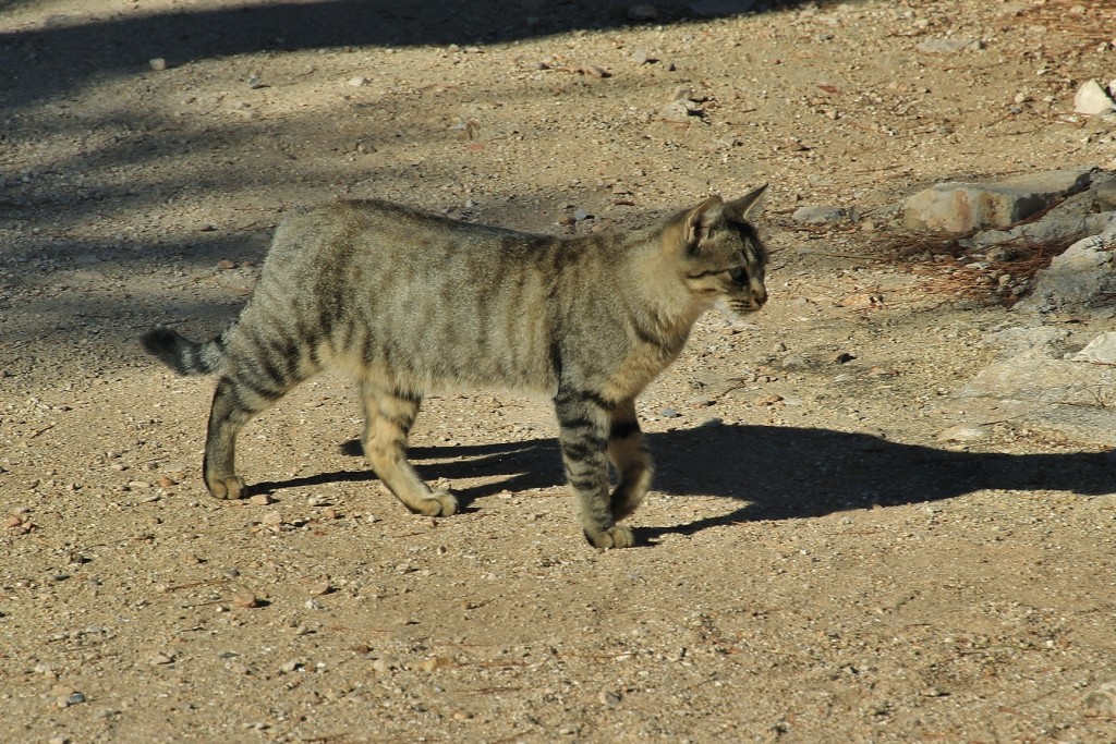 Foto: Gatito - Denia (Alicante), España