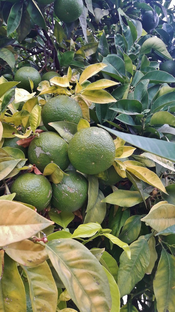 Foto: Centro histórico - Altea (Alicante), España