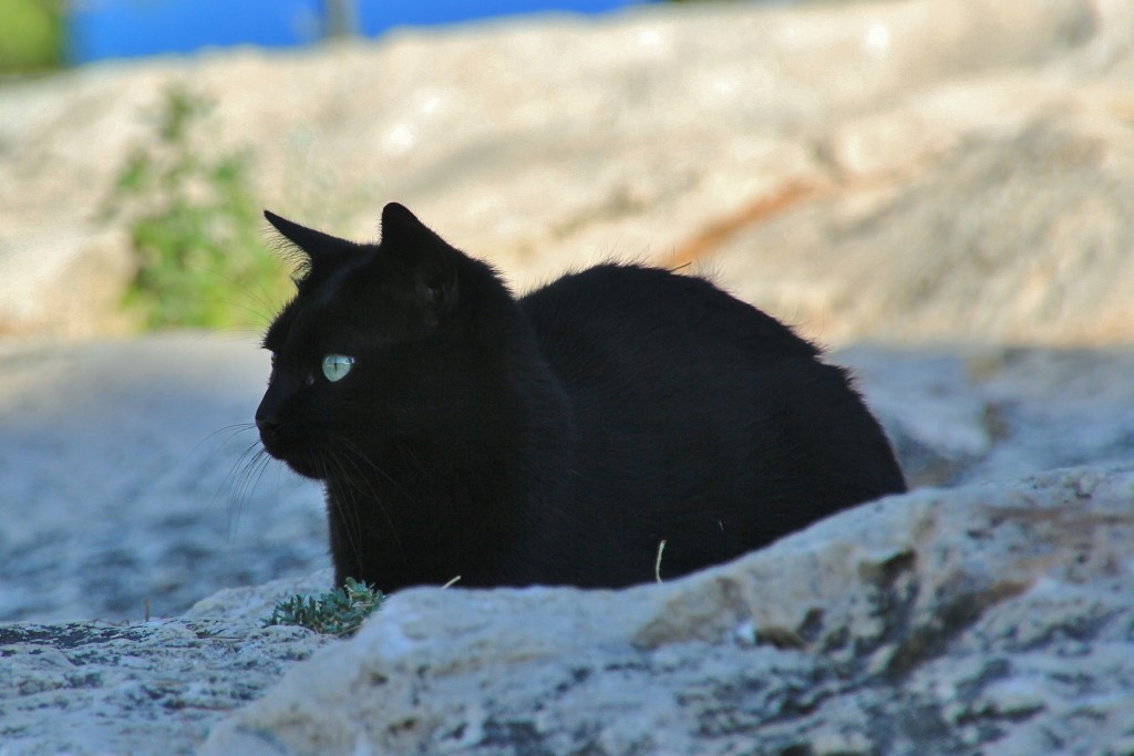 Foto: Gatito - Denia (Alicante), España