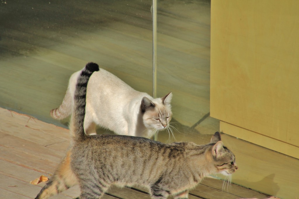 Foto: Gatitos - Denia (Alicante), España